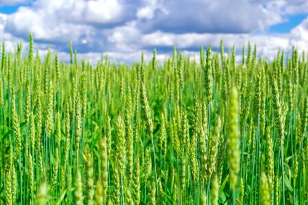 Green, fresh wheat field with blue sky and clouds from the perspective in summer sunny day.
