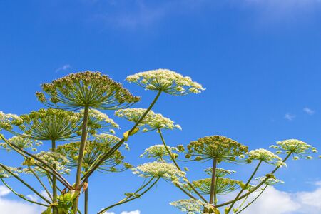 Heracleum Sosnowskyi on blue sky background. All parts of Heracleum Sosnowskyi contain the intense toxic allergen furanocoumarin.の写真素材