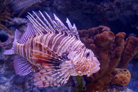 Red Lionfish (Pterois volitans).Pterois volitans. Red lionfish Pterois volitans aquarium fish. Beautiful and dangerous Lionfish Pterois milesの写真素材