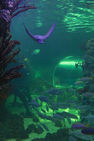 a purple stingray fish in an oceanarium tunnel.