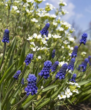 Blue sky,sun and flower fieldの写真素材