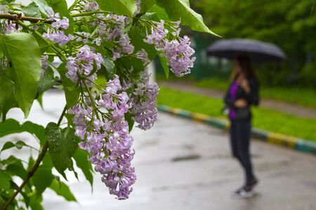 Woman walking with black umbrella under the rain and purple lilac flowers.の写真素材