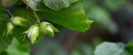 Young hazel, green hazelnut nuts, grow on a tree.Banner format.