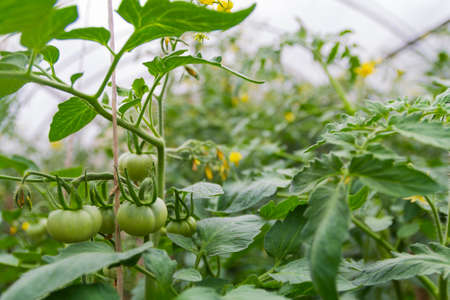 Tomato plants in greenhouse. Green tomatoes. Agriculture concept.の写真素材
