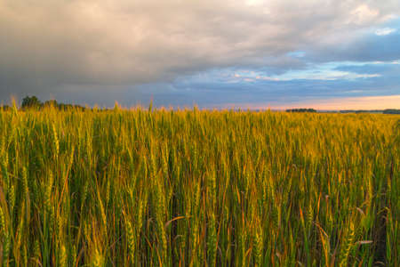 The huge cloud lit yellow-orange rays of sunset.の写真素材