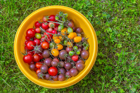 Fresh red purple yellow lots of tomatoes in big plate with green grass background