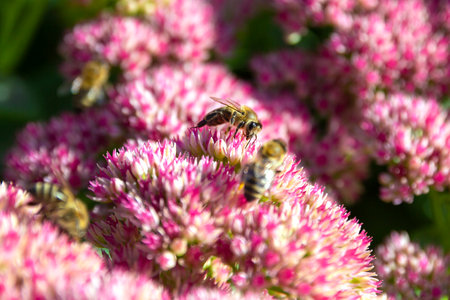 Beautiful honey bee collecting nectar from showy and bright ruber flowers close up.の写真素材