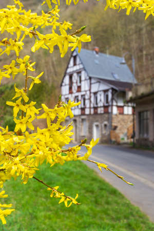 Forsythia flowers in front of with green grass and european house. Golden Bell, Border Forsythia blooming in spring garden bush.の写真素材