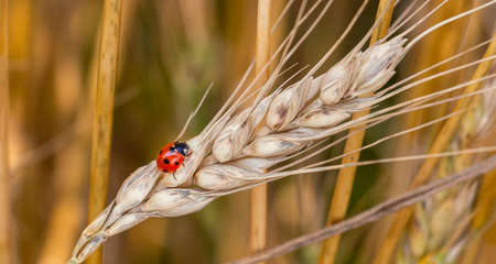 Golden Wheat Ear with Ladybug. Ears Wheat or Rye close up. Wonderful Rural Scenery. Small Depth of Fields. Soft Focus.の写真素材