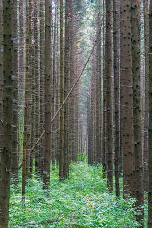 Grey dark pine forest scene and green grass.Background pine forest with green grass. Focus in...