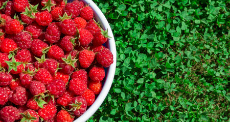 Delicious ripe raspberries from garden lie in white plate. Green grass background.Plate with ripe...