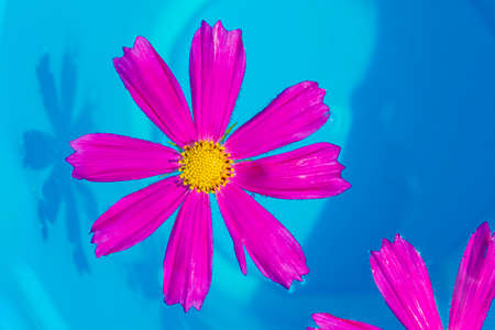 An overhead view of pink flower called kosmeya floating in the pool, with the pools blurred blue....