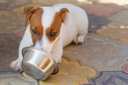 Domestic life with dog. Hungry dog with sad eyes is waiting for feeding .Jack Russell Terrier Dog Puppy.の写真素材