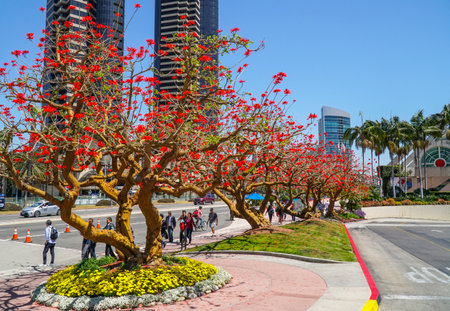 Wonderful red blooming trees in San Diego - SAN DIEGO - CALIFORNIA - APRIL 21, 2017のeditorial素材