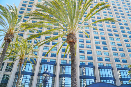 Beautiful palm trees in San Diego Downtown - SAN DIEGO - CALIFORNIA - APRIL 21, 2017のeditorial素材
