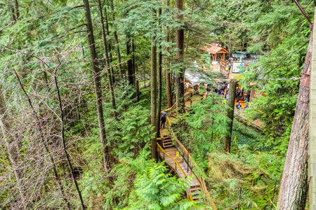 The amazing nature of the Canadian woods at Capilano - CAPILANO / CANADA - APRIL 12, 2017