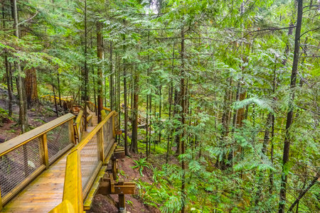 Walking trails throgh Capilano Bridge Park in the Canadian Woods - CAPILANO / CANADA - APRIL 12, 2017のeditorial素材