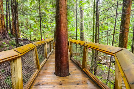 Walking trails throgh Capilano Bridge Park in the Canadian Woods - CAPILANO / CANADA - APRIL 12, 2017のeditorial素材