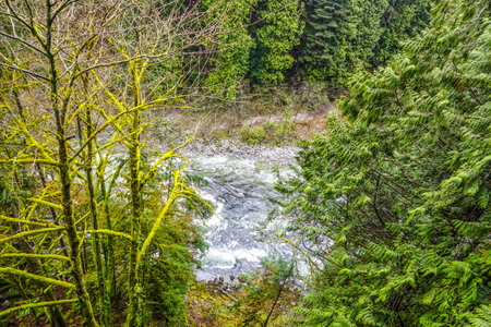 The amazing nature of the Canadian woods at Capilano - CAPILANO / CANADA - APRIL 12, 2017のeditorial素材