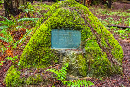Dedicated Grove in the Redwood National Park - ARCATA / CALIFORNIA - APRIL 16, 2017のeditorial素材