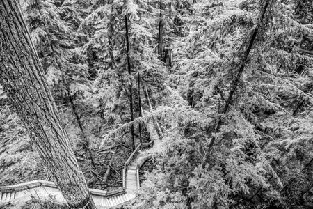 Trails in the Capilano Park for exploring the nature - CAPILANO - CANADA - APRIL 12, 2017のeditorial素材