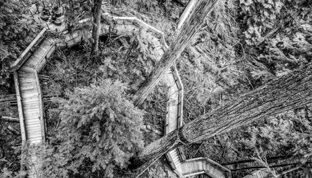 Walking trails throgh Capilano Bridge Park in the Canadian Woods - CAPILANO - CANADA - APRIL 12, 2017のeditorial素材