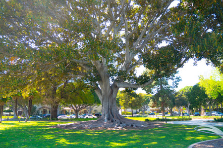 Old tree at Beverly Gardens Park - CALIFORNIA, USA - MARCH 18, 2019のeditorial素材