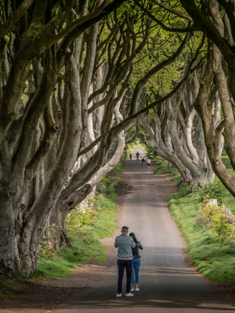 The Dark Hedges - a famous location in Northern Ireland - STRANOCUM, UNITED KINGDOM - MAY 12, 2019のeditorial素材