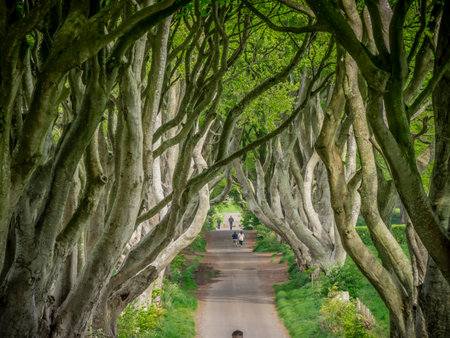 The Dark Hedges - a famous location in Northern Ireland - STRANOCUM, UNITED KINGDOM - MAY 12, 2019のeditorial素材