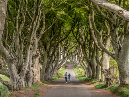 The Dark Hedges - a famous location in Northern Ireland - STRANOCUM, UNITED KINGDOM - MAY 12, 2019のeditorial素材