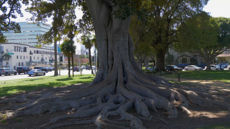 Old tree at Beverly Gardens Park - CALIFORNIA, USA - MARCH 18, 2019のeditorial素材
