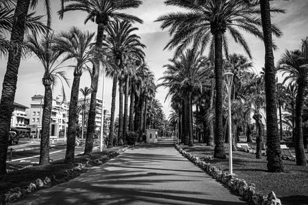 Beautiful park with palm trees in the city of Cannes at the Croisette - CITY OF CANNES, FRANCE - JULY 12, 2020のeditorial素材
