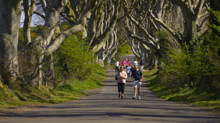 Famous Dark Hedges in Northern Ireland - Stranocum, UK - APRIL 25, 2022のeditorial素材