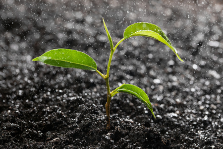 buds and leaves with rainの写真素材