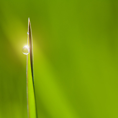 macro image of green grass background with waterdrops hanging on the leaves being backlit by the sun in the morningの写真素材