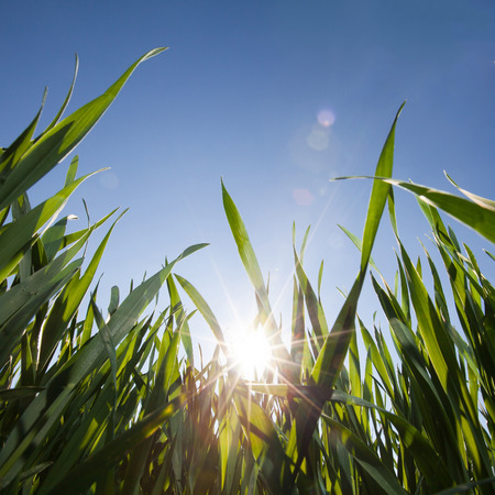 wide angle image of grass from low angle and bright blue sky with shining sun for backgroundの写真素材