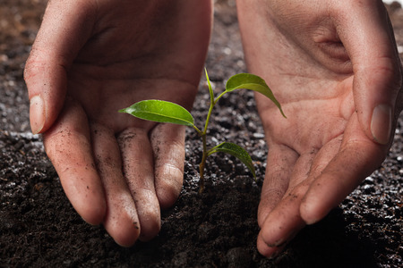 hands holding and caring a young green plant in the rainの写真素材