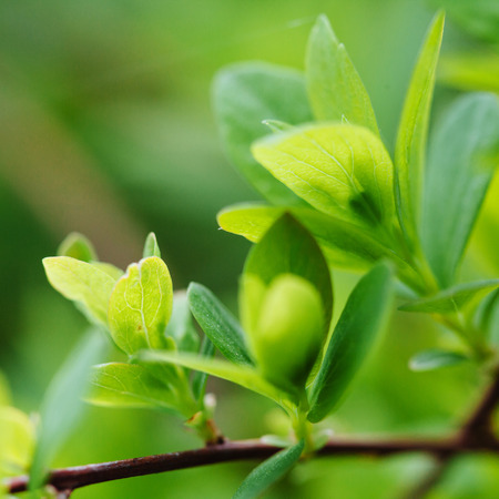 green leaf background on branchの写真素材