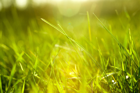 Grass Grass