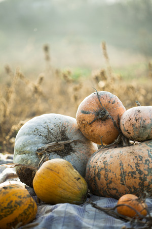 Pumpkin patch field on a farm in the fallの写真素材