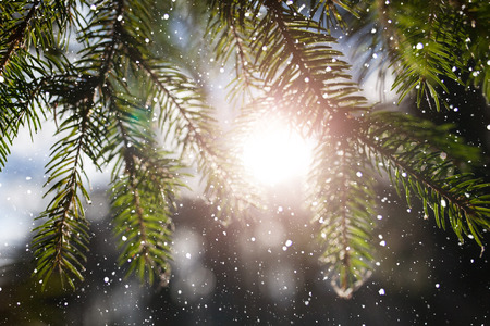 Christmas tree branch during the sunsetの写真素材