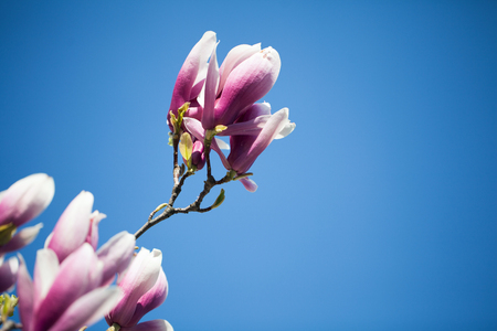 Magnolia flowers on blue sky backgroundの写真素材