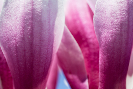 Beautiful light pink magnolia flowers. macroの写真素材