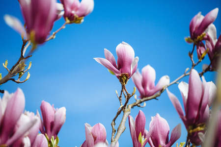 Magnolia flowers on blue sky background.の写真素材