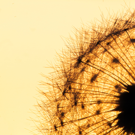 Dandelion seed macro image close up