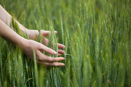 Hand touching wheat field earsの写真素材
