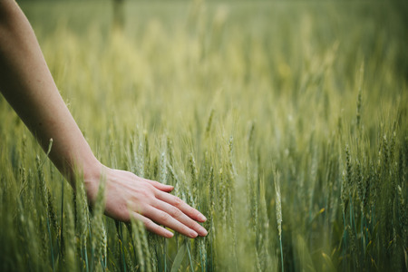 Hand touching wheat field ears