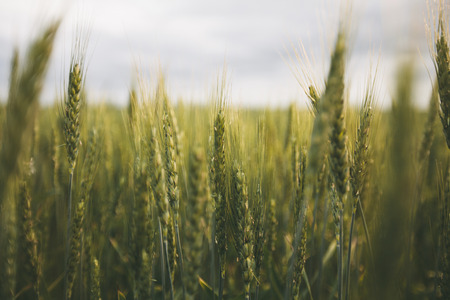 Wheat fieldの写真素材