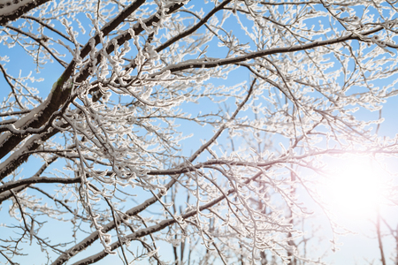 winter trees branches with snowの写真素材