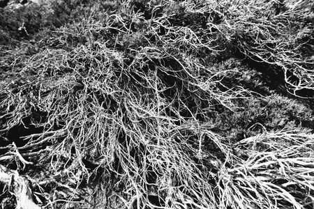 Tree roots forming an interesting abstract shapeの写真素材